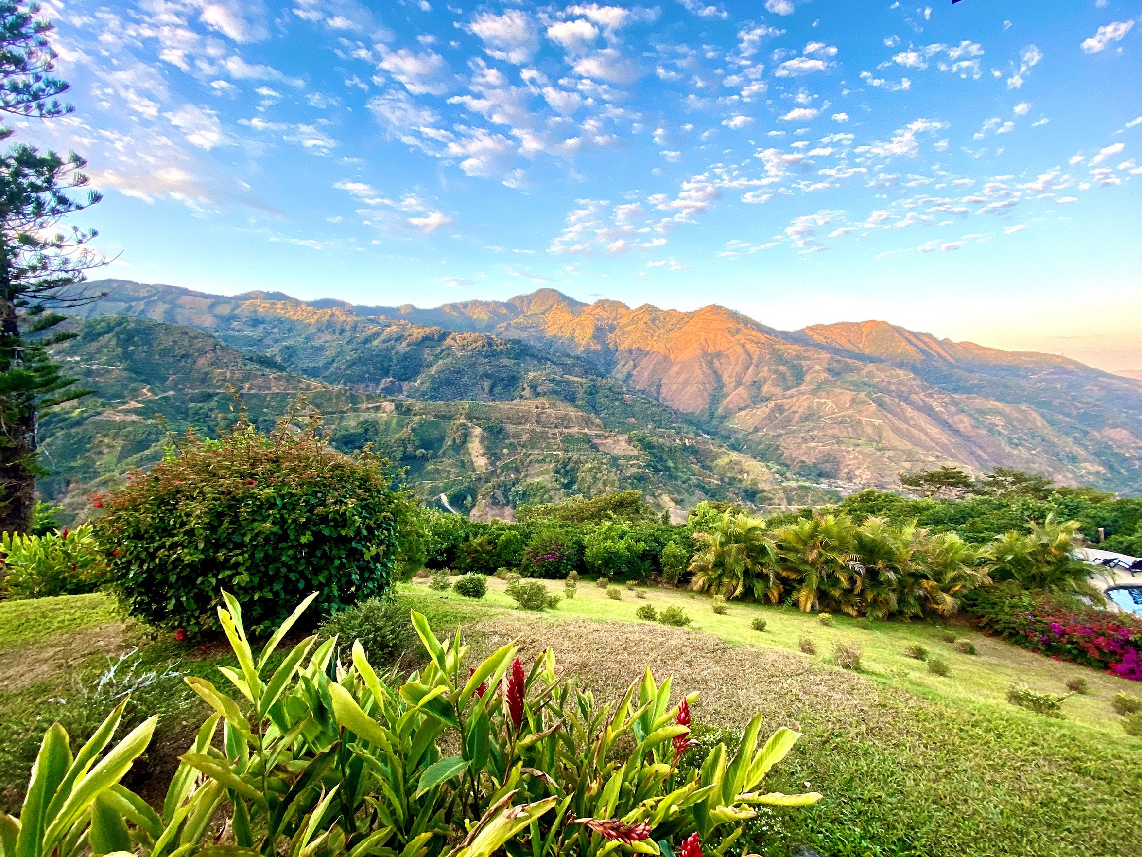 views of coffee hillside with plants in foreground