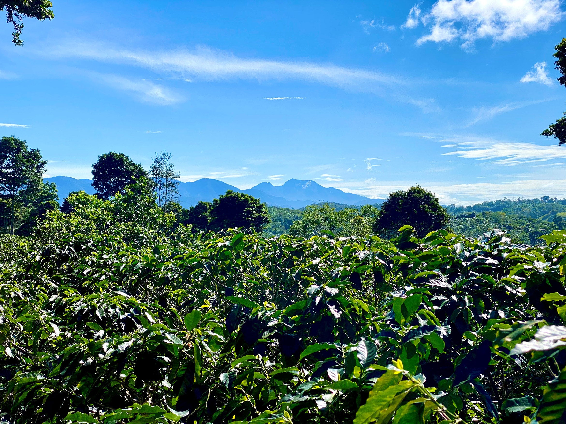 costa rican coffee plantation surrounded by trees and hills in the background