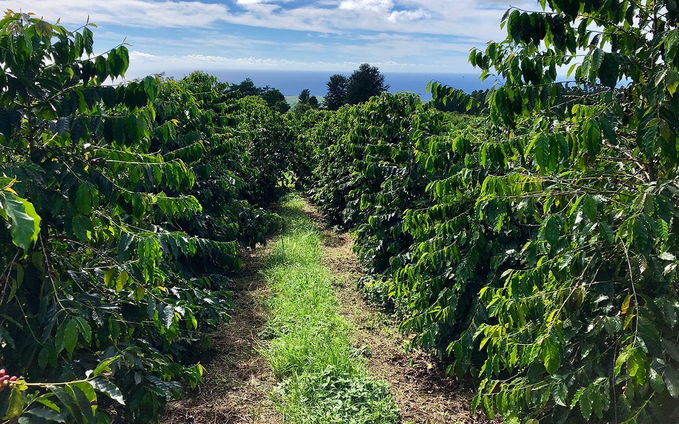 costa rica coffee fields path